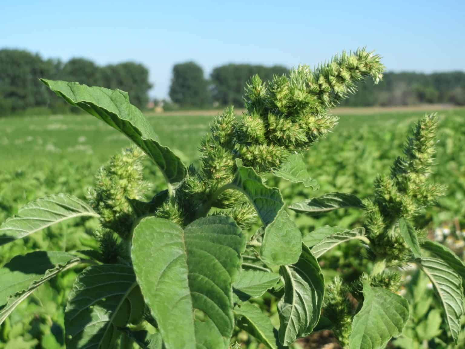 How to Cook Amaranth for Breakfast + 5 Easy Recipes – RusticWise