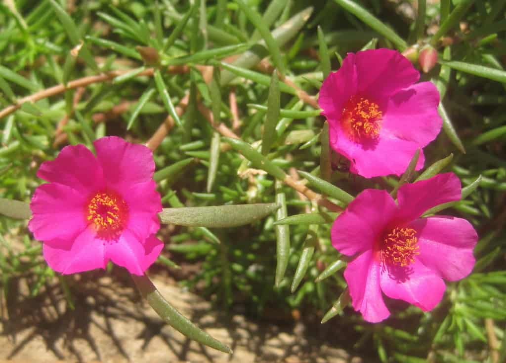 Portulaca grandiflora - pink
