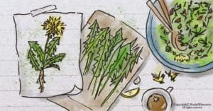 Cooking with Dandelions: How to Forage + 2 Ways to Improve the Taste of Dandelion Greens