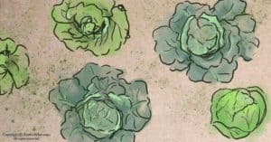Growing Cabbage in Winter + 5 Easy Cabbage Recipes