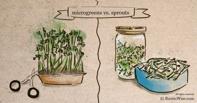 RusticWise_MicrogreensVsSprouts