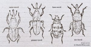 What Do Weevils Look Like: A Closer Look at the Pests in Your Pantry