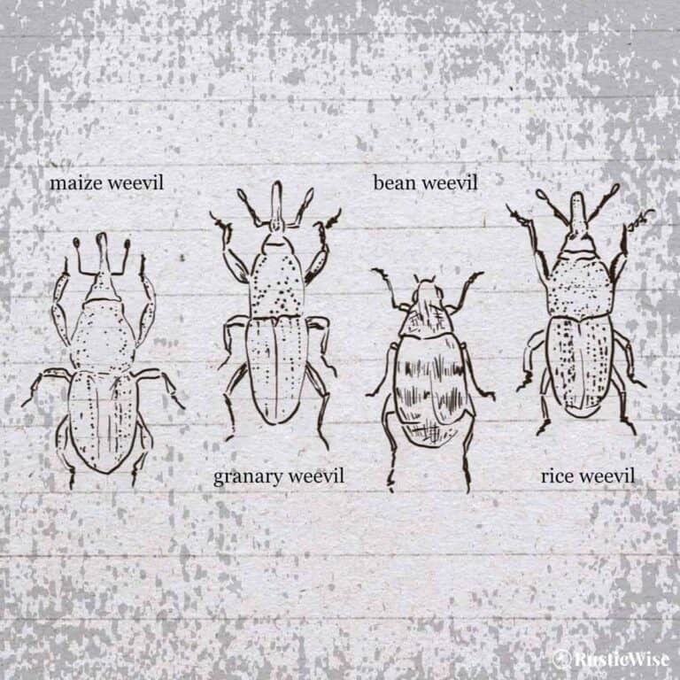 RusticWise_what do weevils look like, drawing