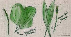 What Does Plantain Look Like:  How to Identify Two Species of this Practical Plant