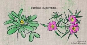 Plant Comparison: Purslane vs Portulaca