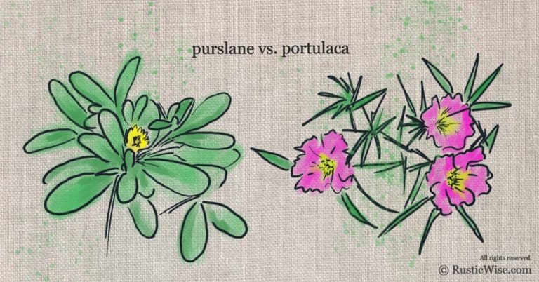 RusticWise - Purslane Vs Portulaca