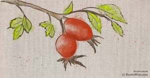 When to Harvest Rosehips and Easy Ways to Prepare Them