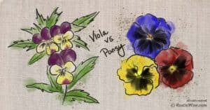 Viola Flower vs Pansy: What’s the Difference?
