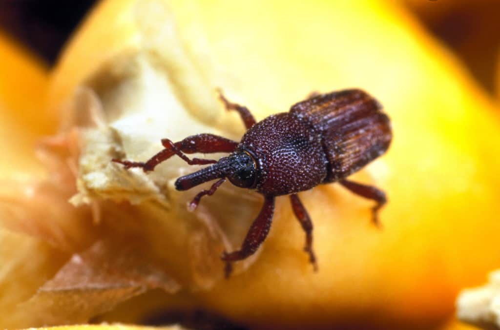 what do weevils look like, maize weevil, Sitophilus zeamais