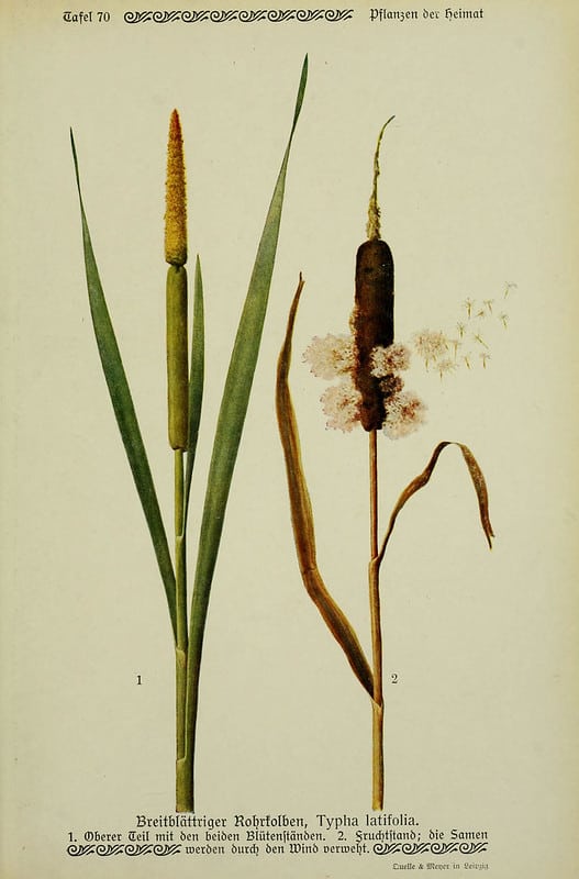 Cattail_Seed-Illustration-HowToPreserveCattails-BHL