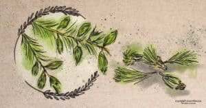 Are Spruce Tips Edible? How to Identify, Forage, and Use this Evergreen
