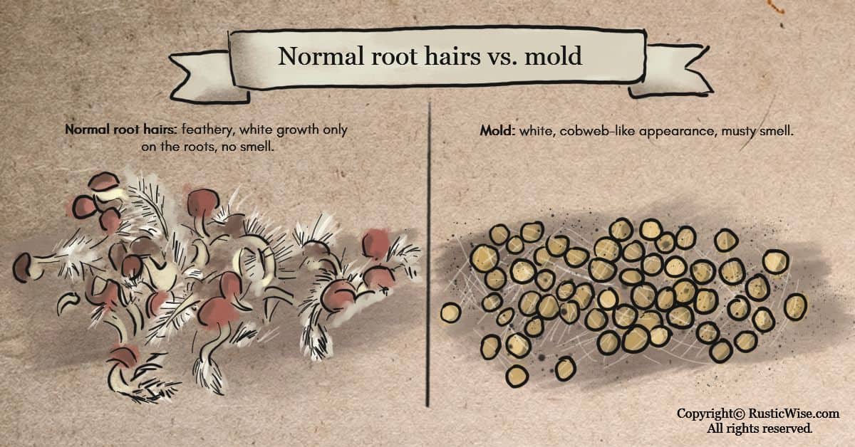 What Does Mold on Sprouts Look Like? – RusticWise
