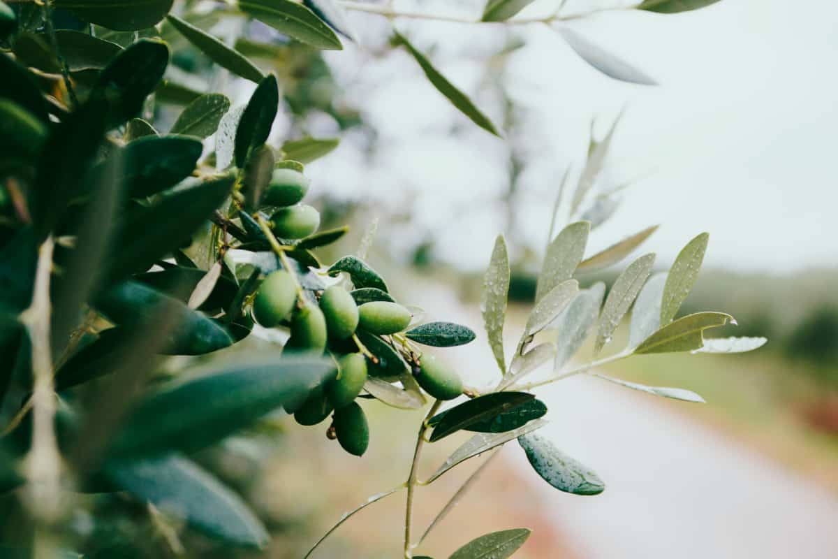 Unsplash, how to make vegan soap, olives on olive tree