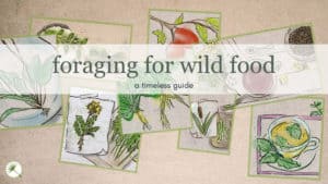 A Timeless Guide To Foraging for Wild Food