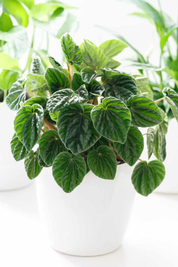 best indoor hanging plants for low light, peperomia