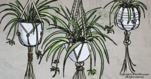 Everything You Need To Know About Spider Plant Care Indoors