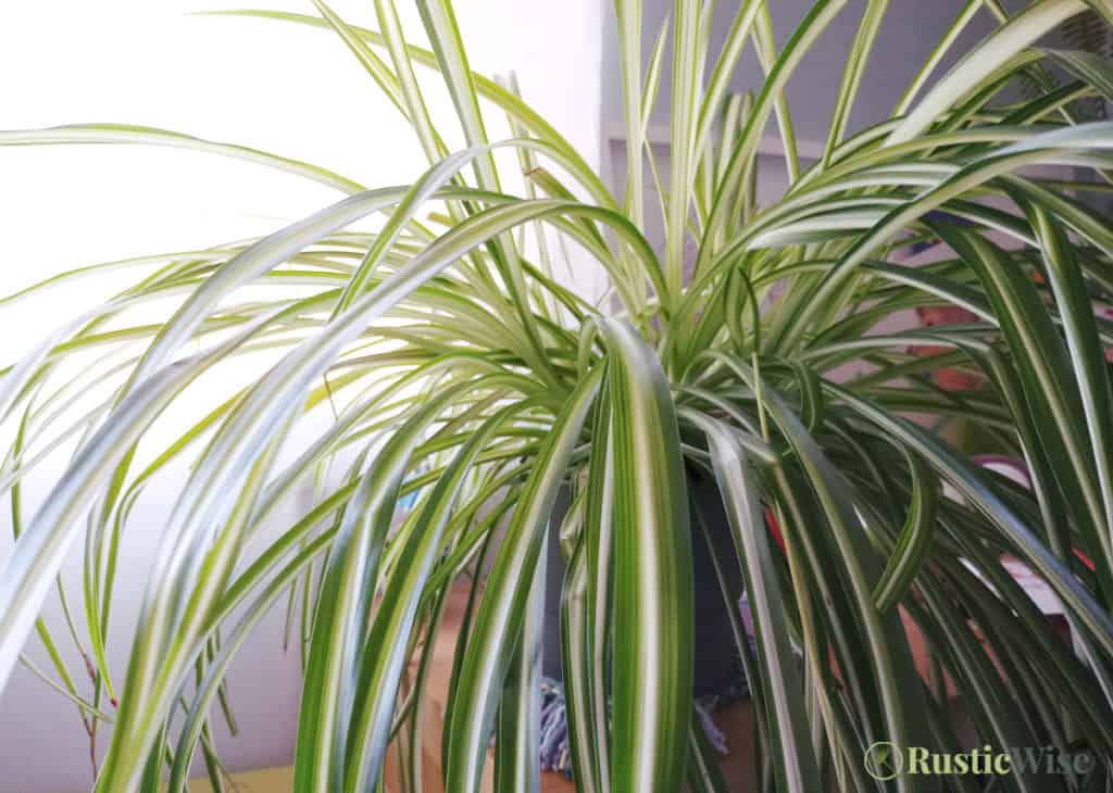 RusticWise, spider plant care indoors, office plant