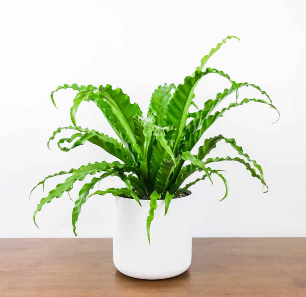 best indoor hanging plants for low light, bird's nest fern