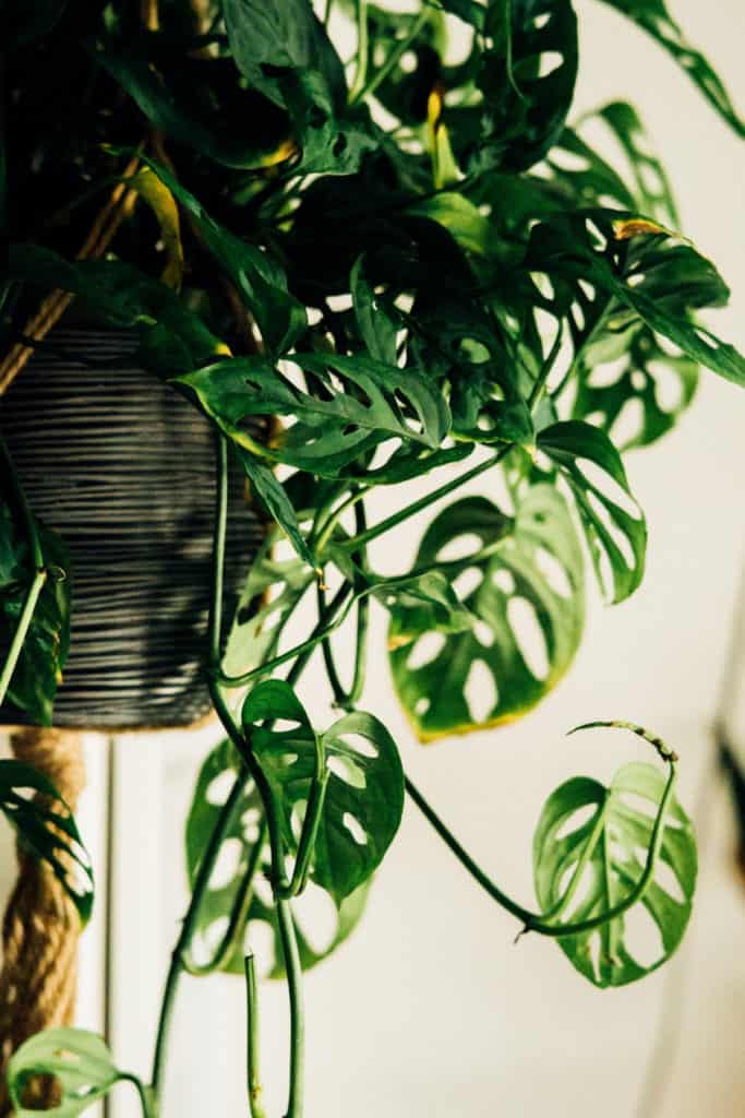 best indoor hanging plants for low light, monstera