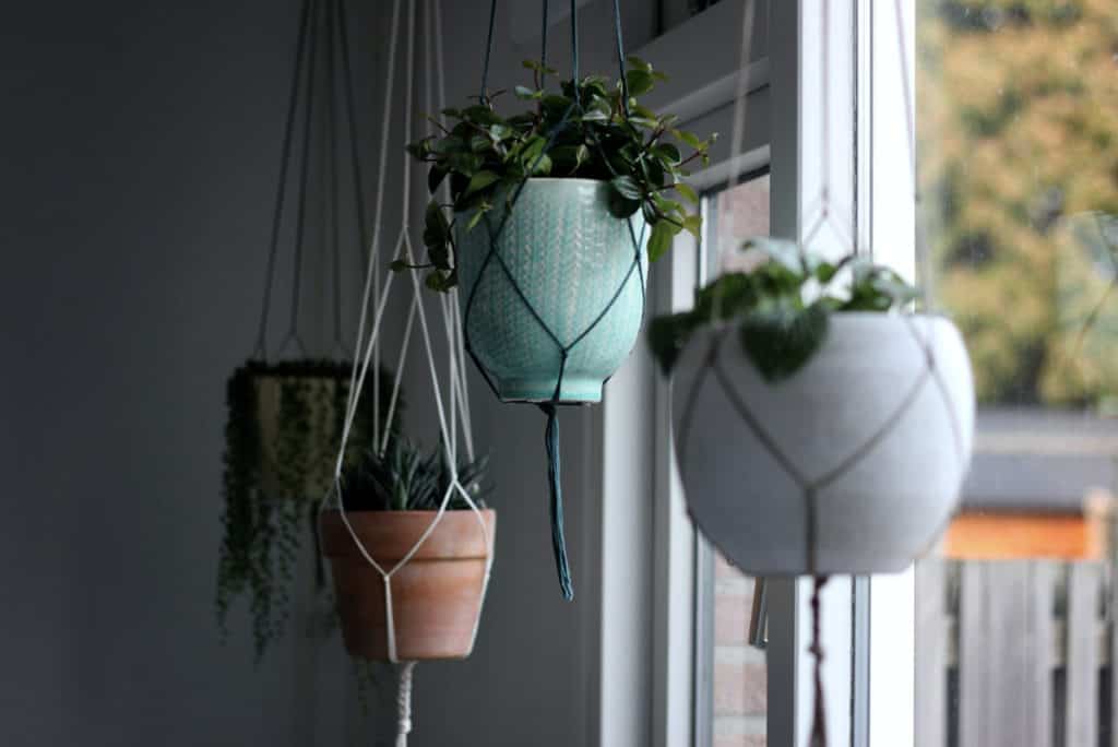 best indoor hanging plants for low light, hanging plants