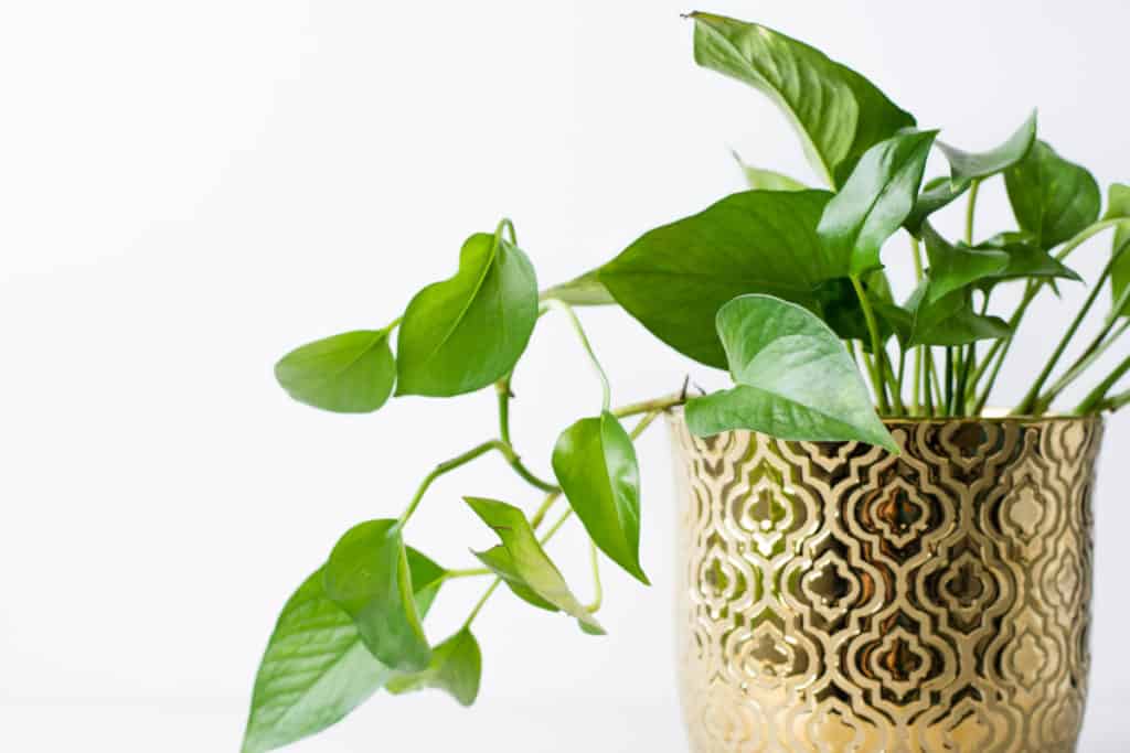 best plants for a living wall, pothos