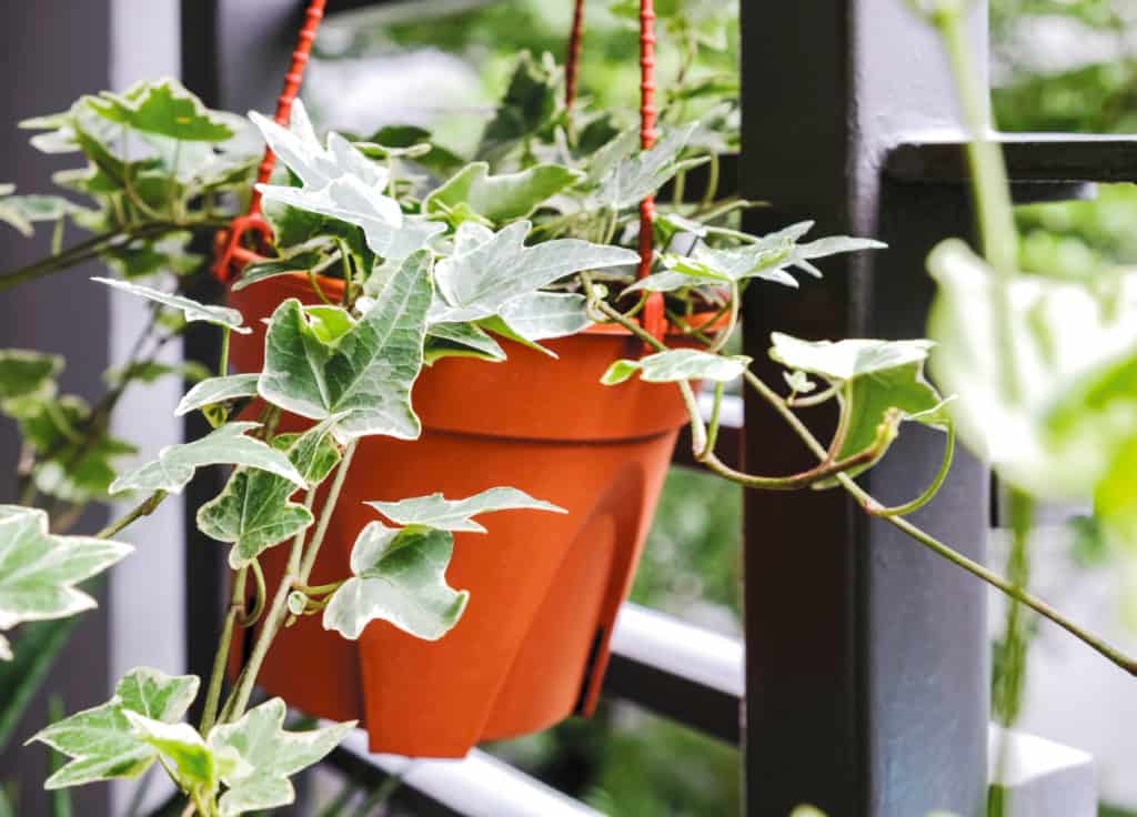 best indoor hanging plants for low light, English ivy