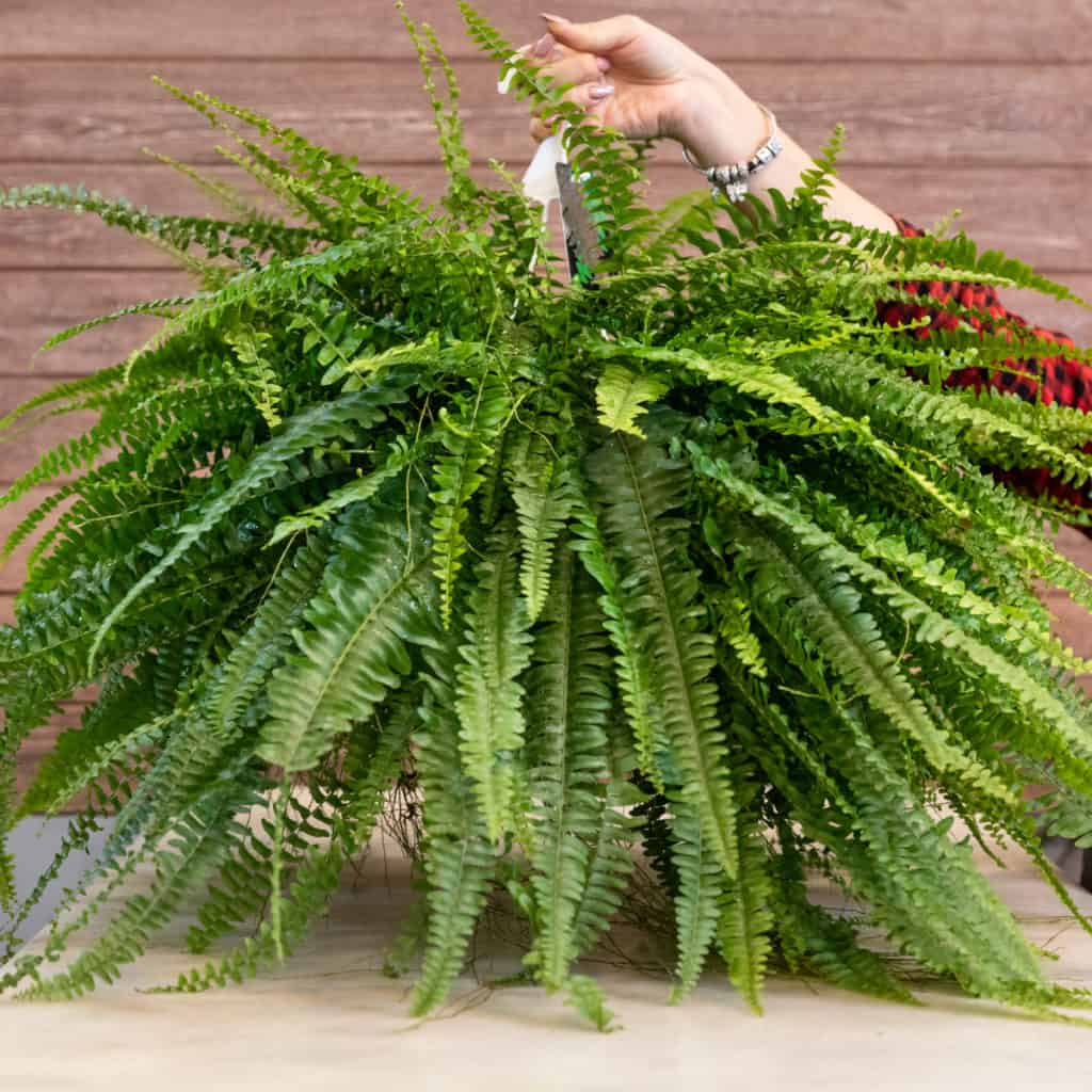 best plants for a living wall, Boston sword fern
