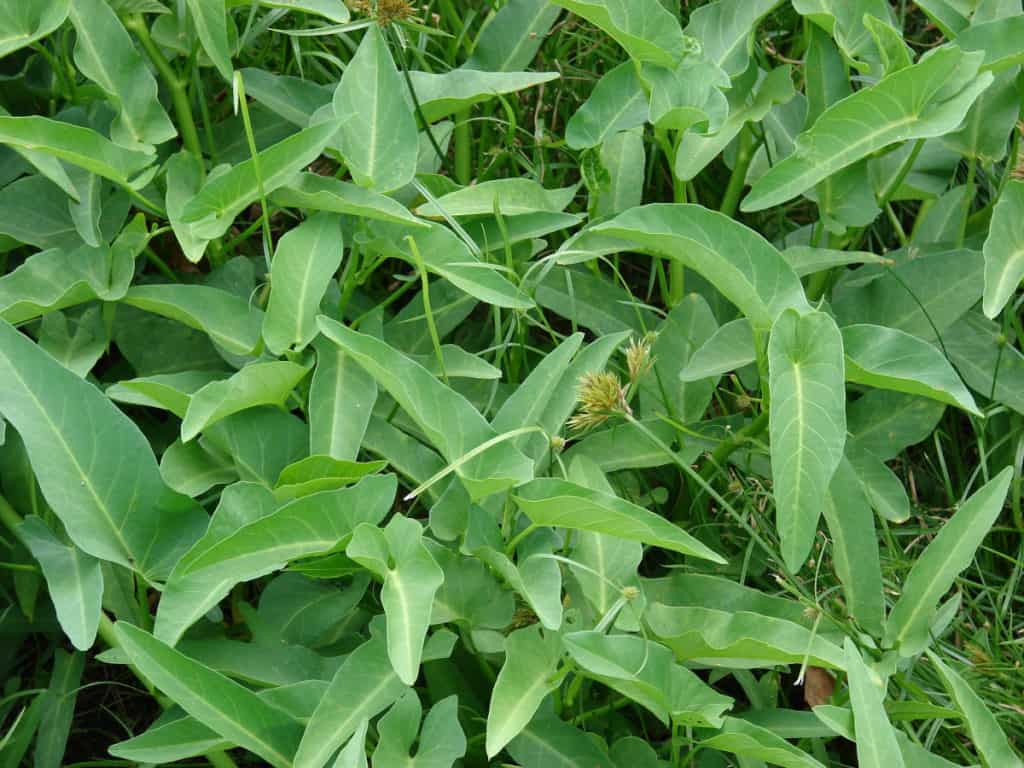 how to grow kangkong, water spinach