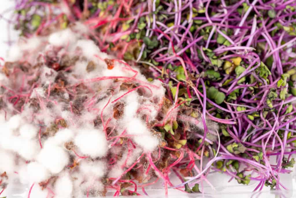 Flickr_BottomWateringMicrogreens-mold-on-cabbage-microgreens