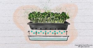 Bottom Watering Microgreens: 10 Good Reasons To Do This