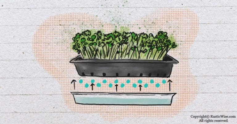 RusticWise_BottomWateringMicrogreens