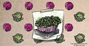 Cabbage Microgreens: Tiny Greens With Big Health Benefits
