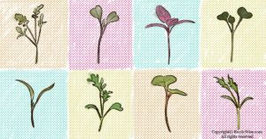 How Much Microgreens To Eat Per Day?