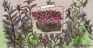 What Are Orach Microgreens? How To Grow and Eat Them