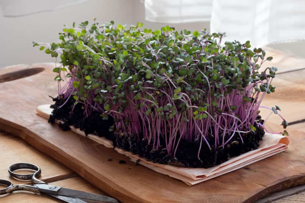YayImages_CabbageMicrogreens_red-cabbage-microgreens-on-a-wooden-table