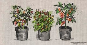 How To Grow Chili Peppers Indoors: What You Need To Know