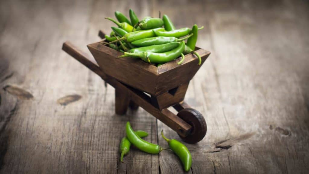 YayImages_CanYouCompostJalapenos_jalapenos-chili-pepper-in-a-miniature-wheelbarrow