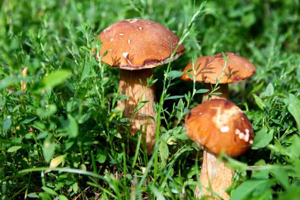 YayImages_CanYouCompostMushrooms_mushrooms-in-the-grass