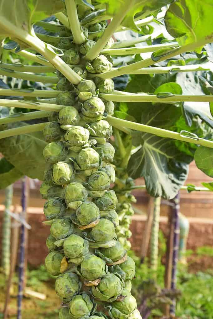 Depositphotos_HowToGetSeedsFromBrusselSprouts-BrusselsSprouts