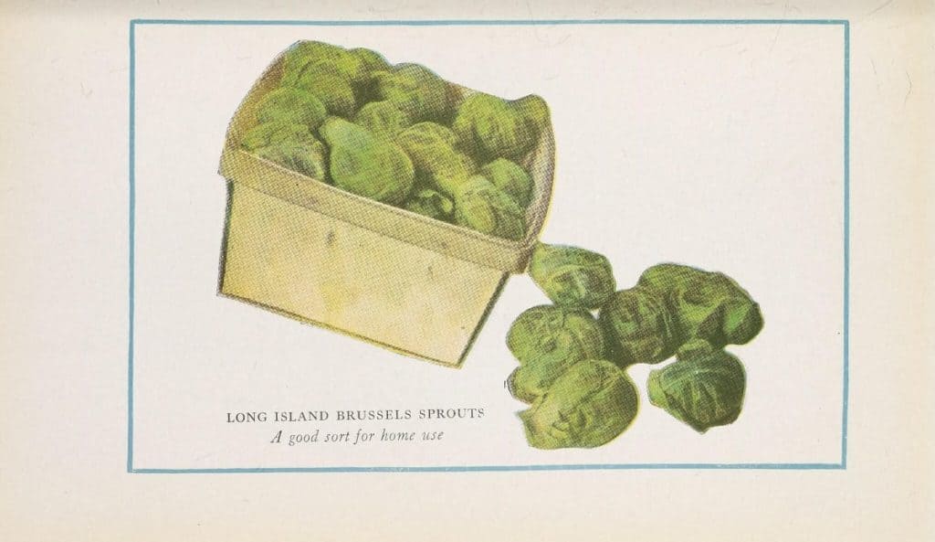 Flickr_HowToGetSeedsFromBrusselSprouts_BrusselsSprouts-BHL