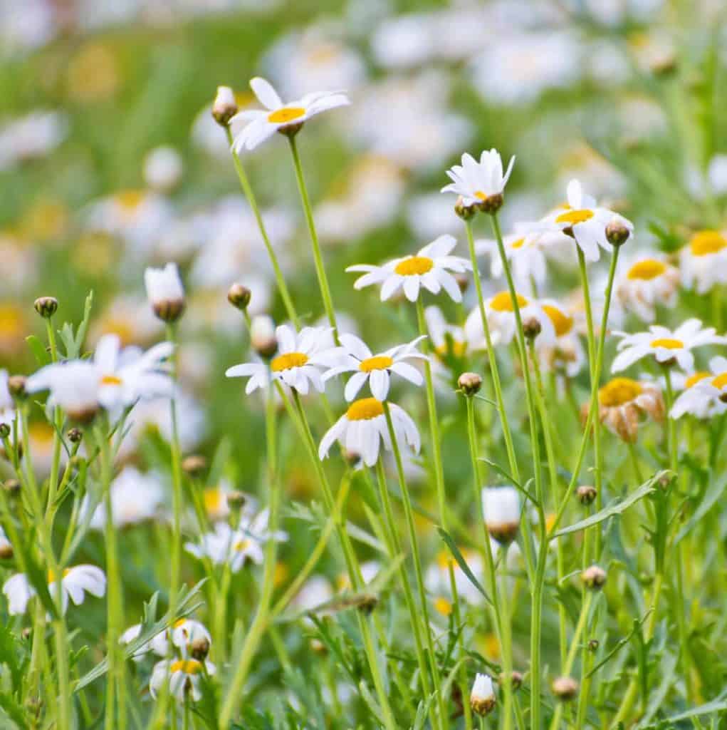 YayImages_HerbCompanionPlanting_chamomile-flowers-in-the-garden