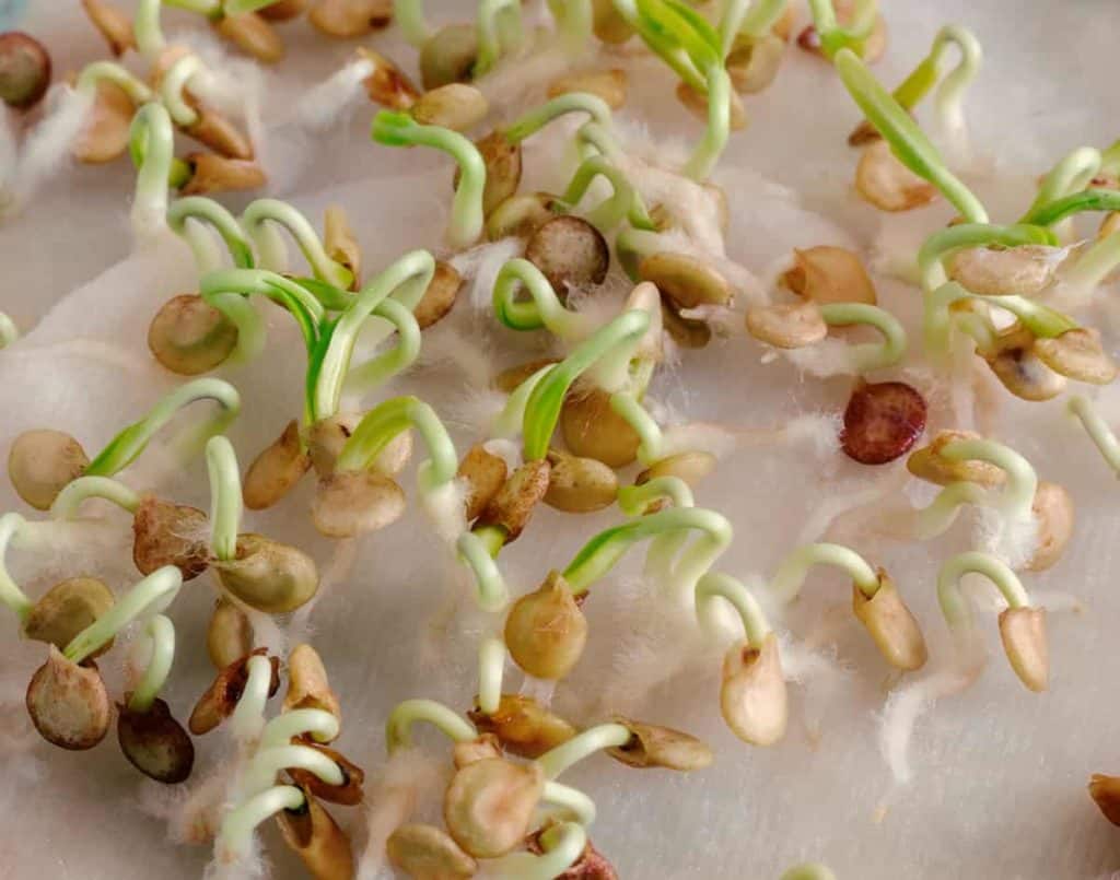 YayImages_HowToGerminateSeedsInPaperTowel_sprouting-seeds-of-bell-pepper-for-seedlings