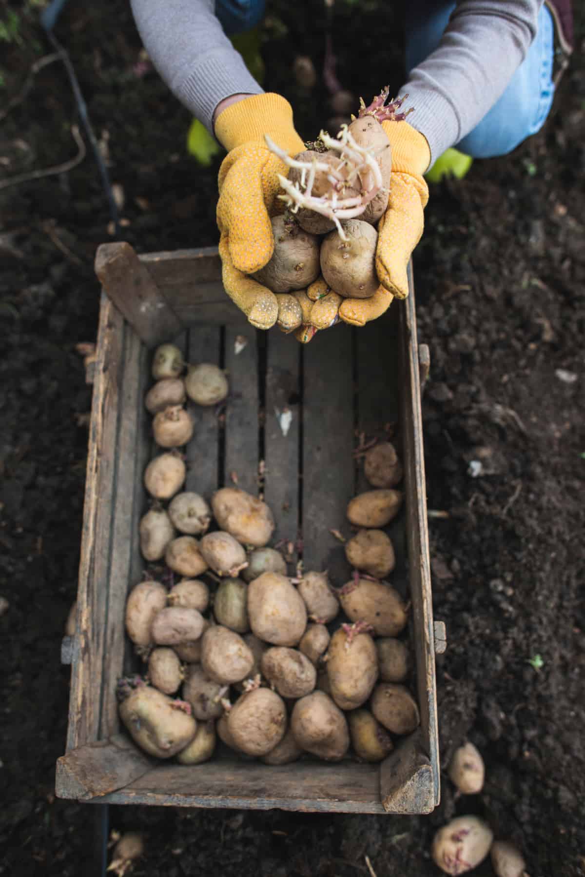 YayImages, what is chitting potatoes, seeding potatoes