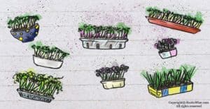 14 Ways to Repurpose Containers for Microgreens