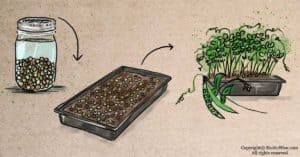 How To Grow Pea Microgreens: Quick and Tasty Greens That Regrow