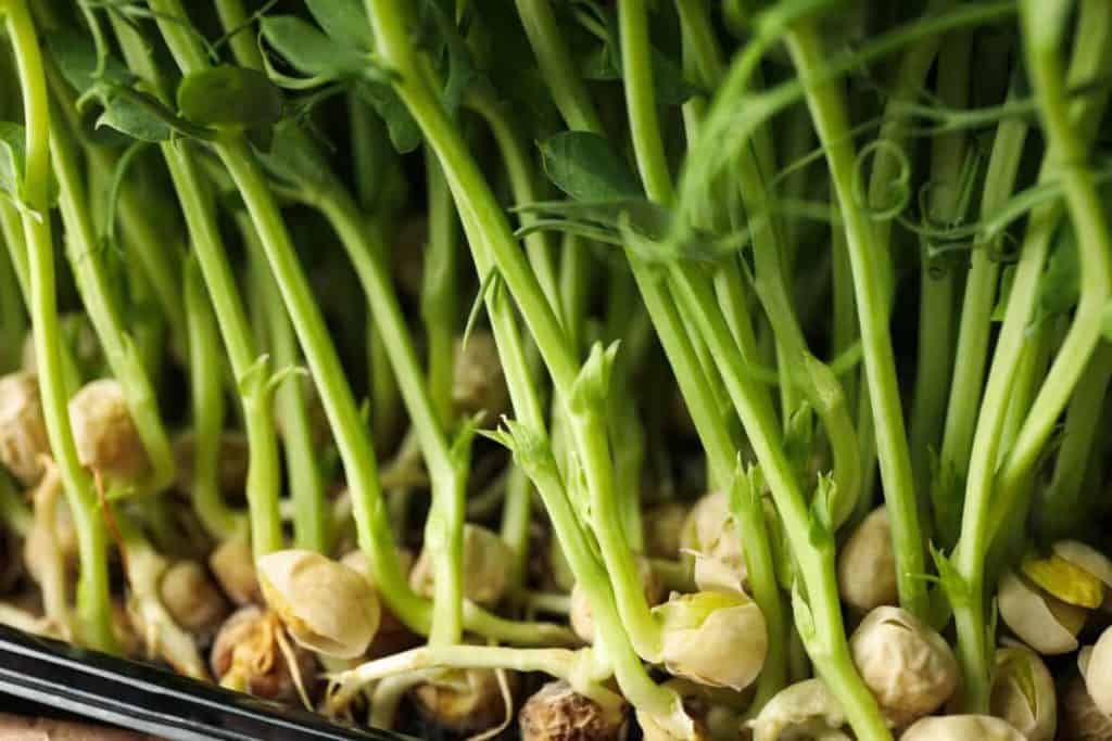 YayImages_HowToGrowPeaMicrogreens_green-peas-sprouts-close-up