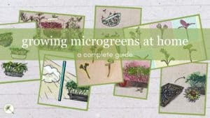 Growing Microgreens at Home: A Complete Guide
