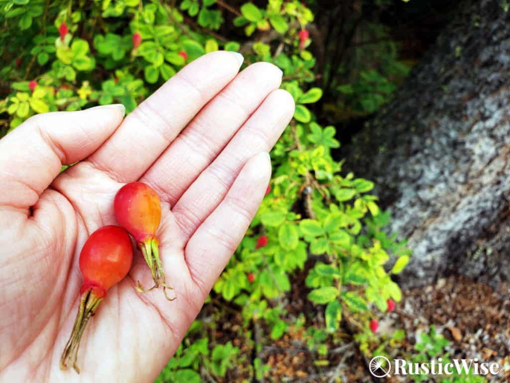 RusticWise, when to harvest rosehips, foraging rosehips