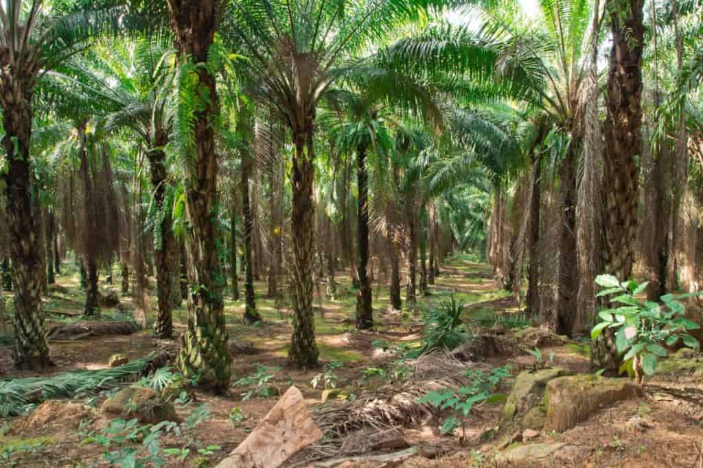 Benefits of palm oil in soap, oil palm plantation