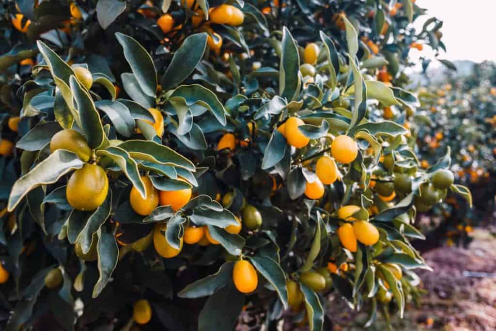 Orange essential oil uses, orange tree